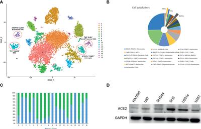 Single-Cell Sequencing of Glioblastoma Reveals Central Nervous System Susceptibility to SARS-CoV-2